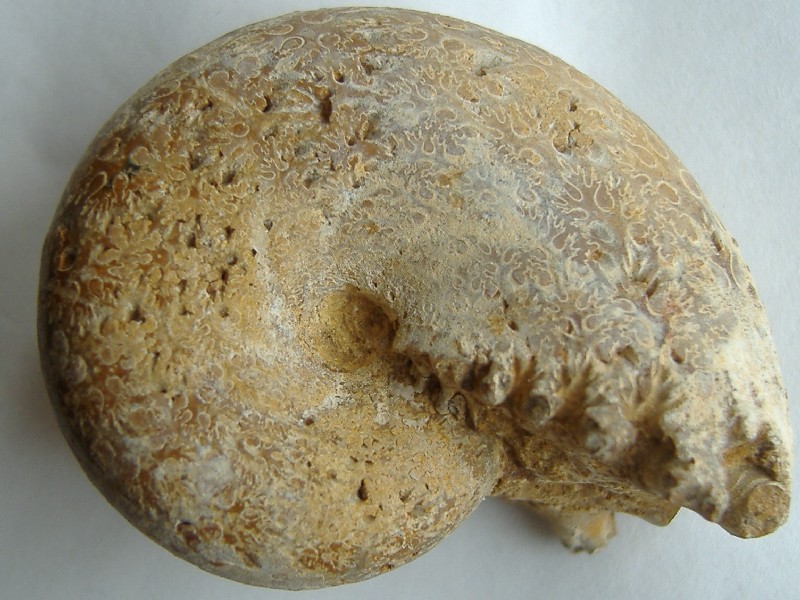 AMMONITE 2